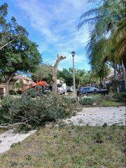 All Photos for ASAP Tree Service in Sebastian, FL