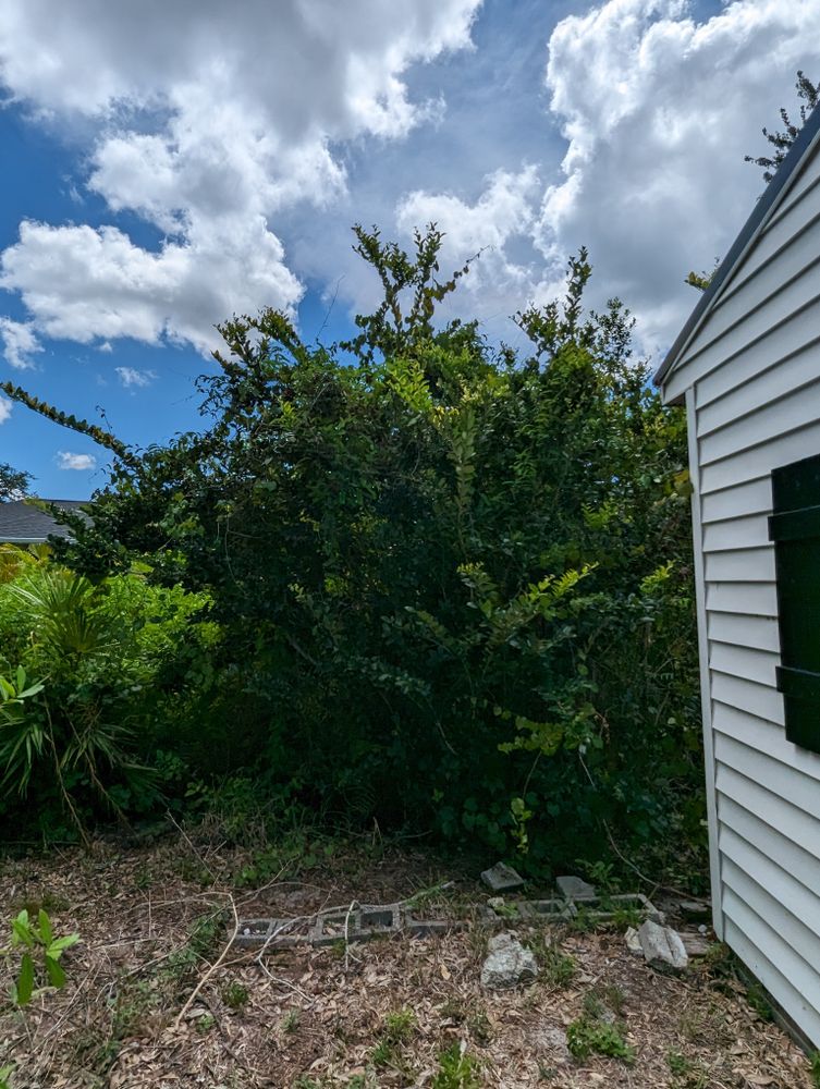 All Photos for Regal Tree Service and Stump Grinding in Wauchula, FL