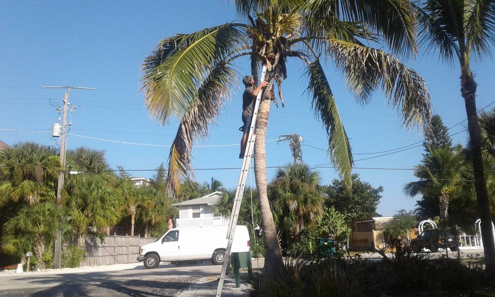 Our Tree Trimming service enhances your home's safety and aesthetics by expertly shaping and maintaining trees, improving health, increasing sunlight exposure, and preventing property damage from overgrown branches. for Alpha Trees Service and Property Management in Port Charlotte, FL