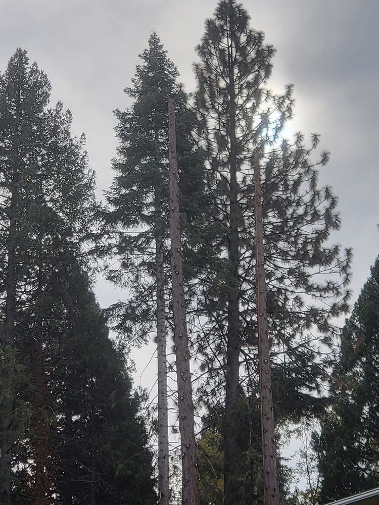 Tree Removal for Terra Heights Tree Experts & Landscaping  in Grass Valley,  CA