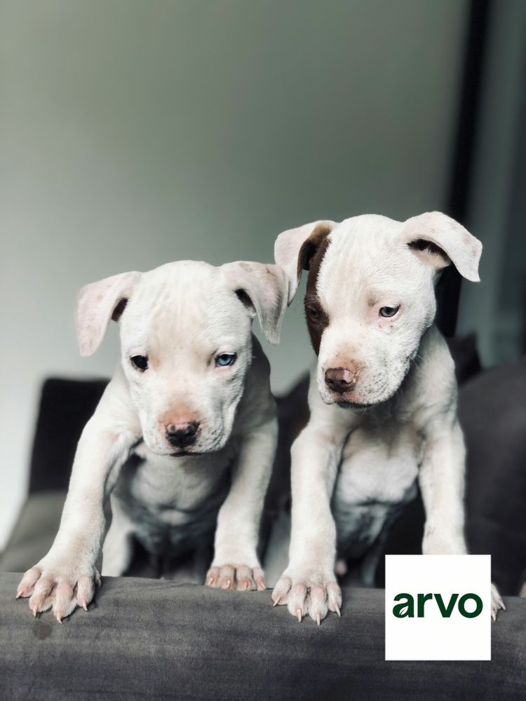 All Photos for Arvo Pest Control in Sandy, UT