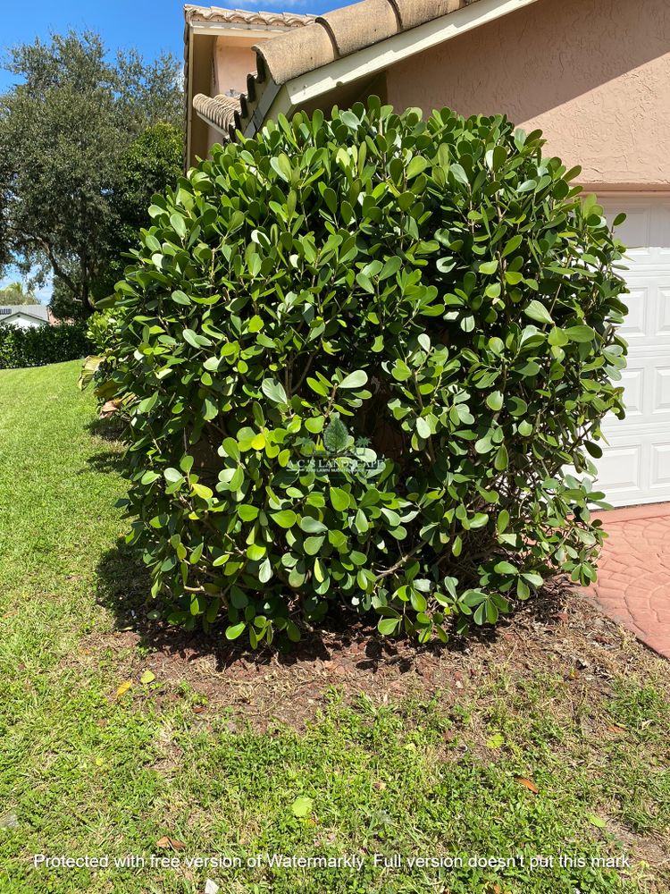 Landscaping for A.C.'s Landscape and Lawn Maintenance in   Coral Springs, FL