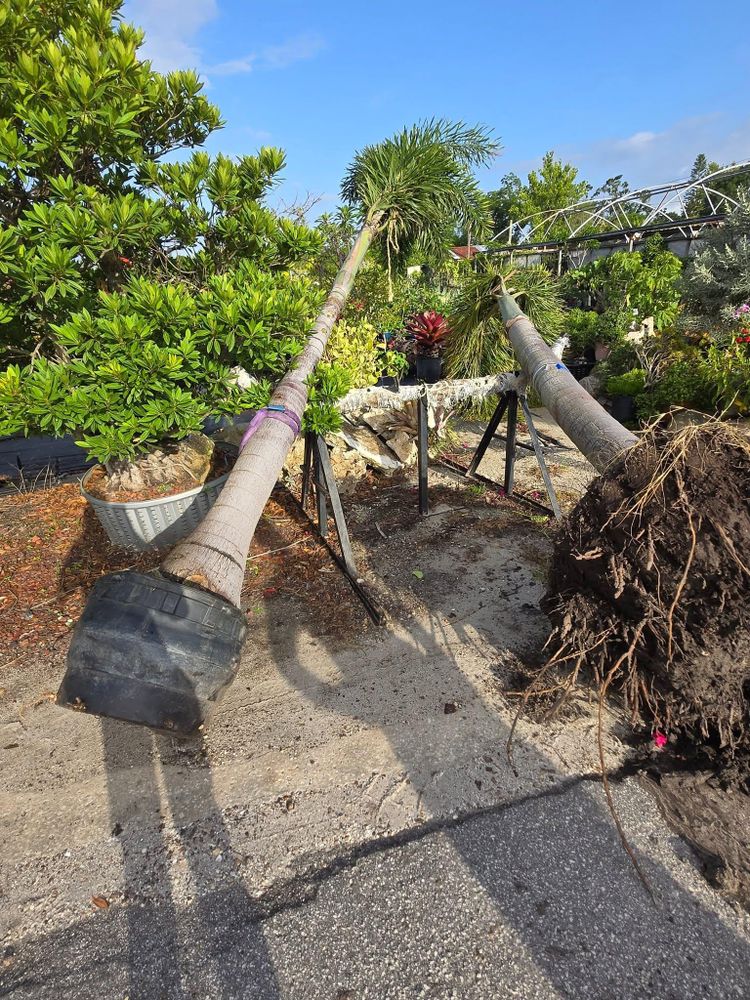 All Photos for TREE BOYS in Ruskin, FL
