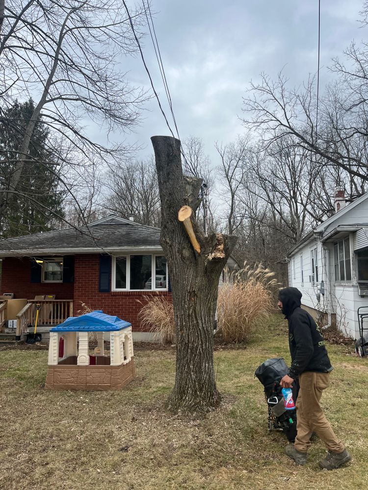 All Photos for Licensed to Cut Tree Service in Athens, PA