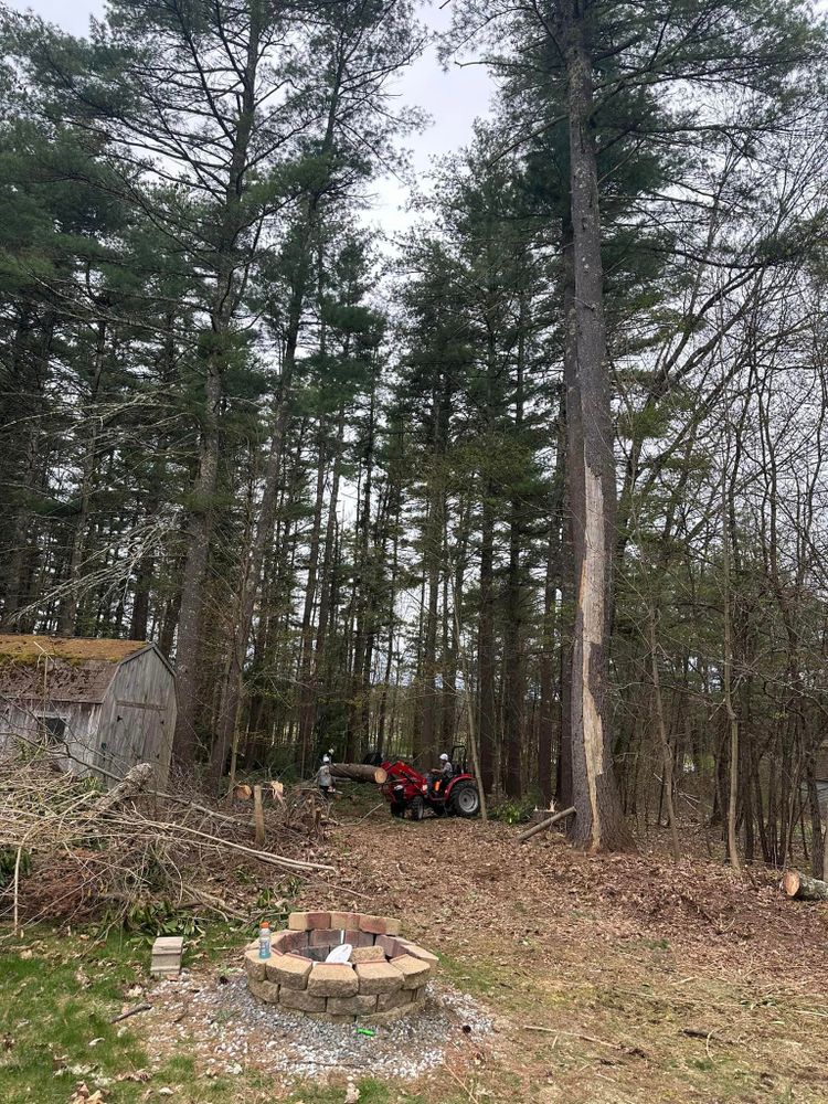 Tree Removal for Leaf and Limb in Townsend, MA