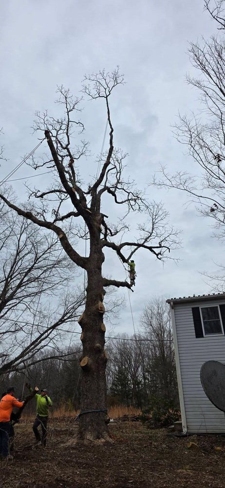 All Photos for Hamlett Tree Service LLC in Clover, VA