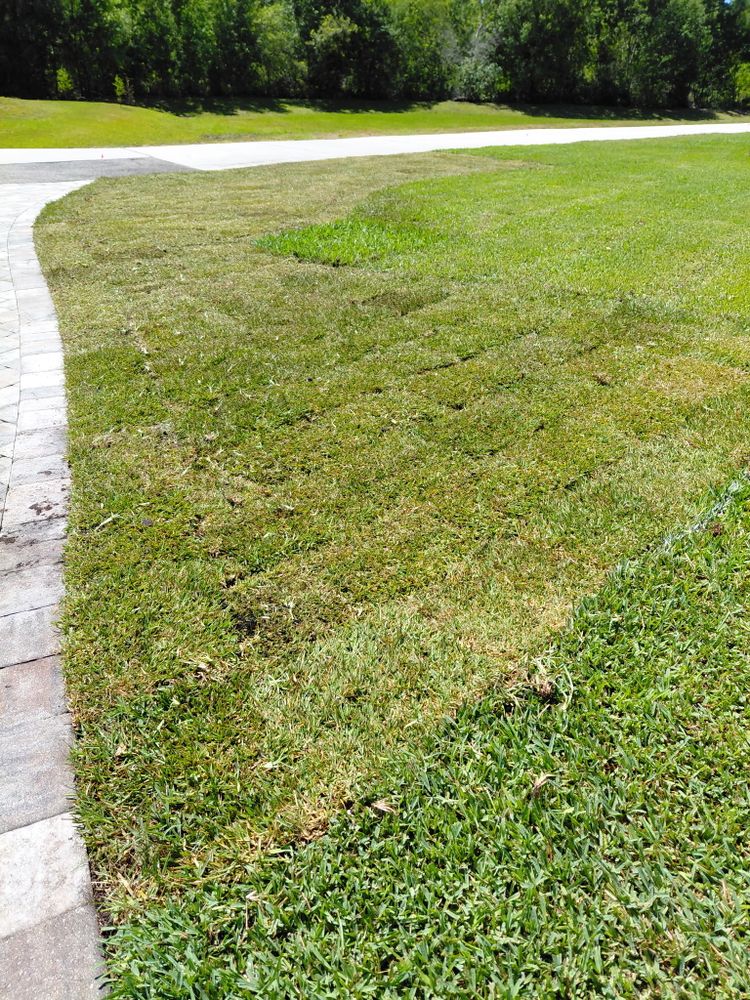All Photos for Gulf Bay Sod in Clearwater, FL