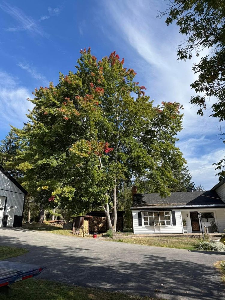 All Photos for Sterlings Tree Removal in Cobleskill, New York