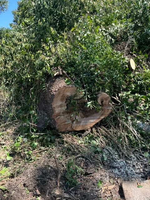 All Photos for Tucker's Tree Service and Stump Grinding in Lugoff, SC