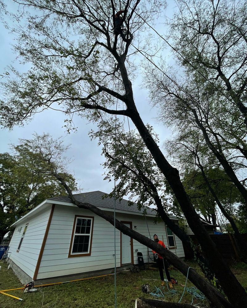 Tree Service for The S&L Good Fellas LLC in Irving, TX