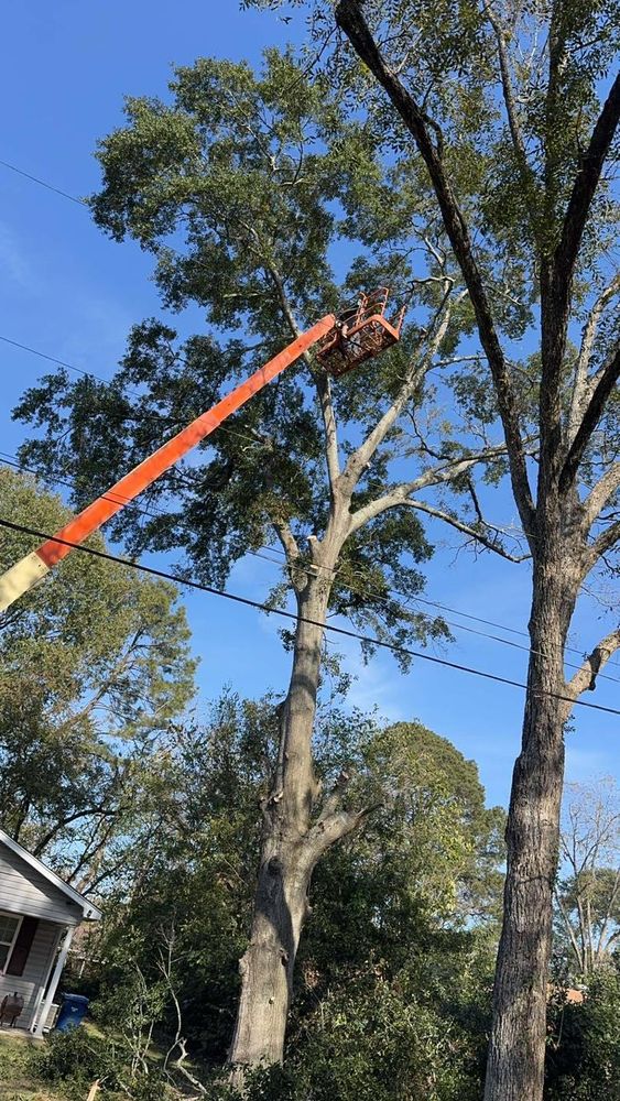 All Photos for Morace Tree Service in Natchez,,  MS