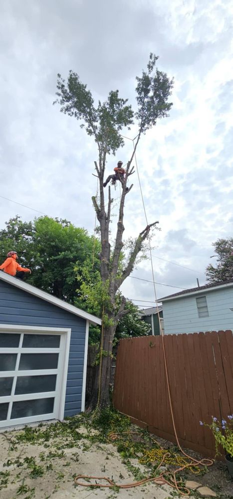 All Photos for Servin's Tree Care  in Houston, TX