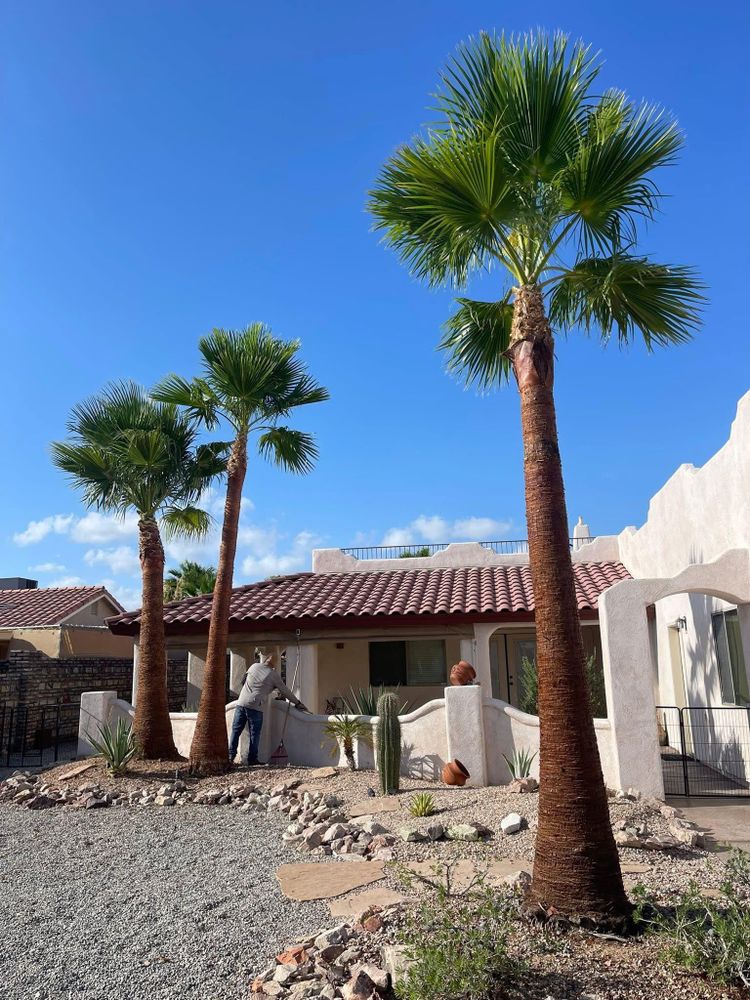All Photos for Oliver L. Palm & Tree services in Yuma County, AZ