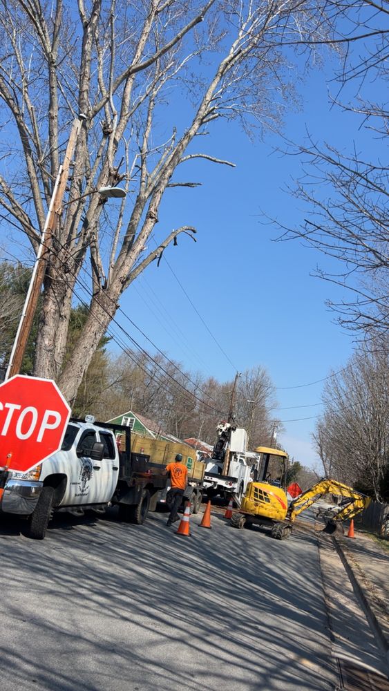 Tree Removal for Ground To Sky Tree Care in Asheville, North Carolina