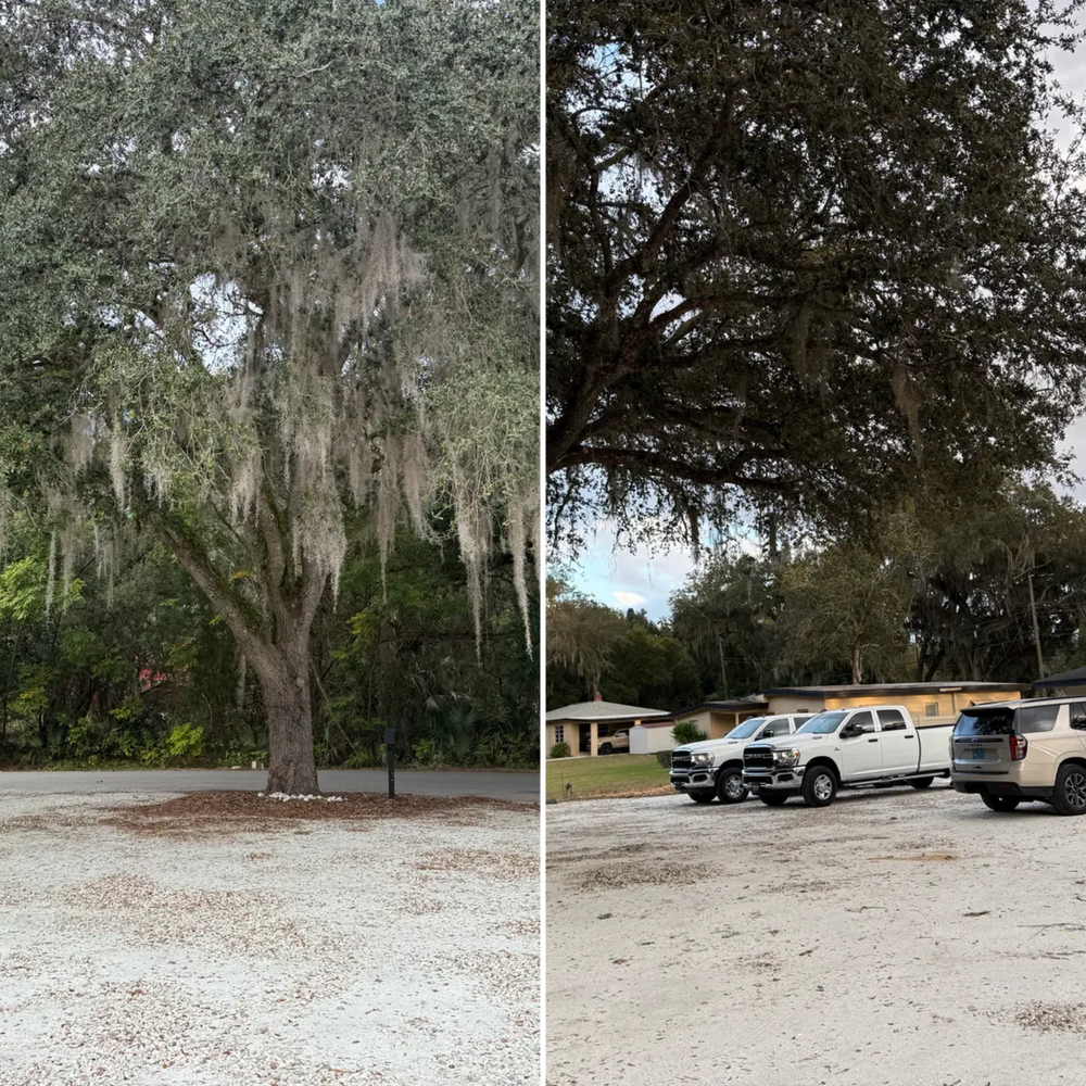 All Photos for Amerigrown Tree And Lawn in Apopka, FL