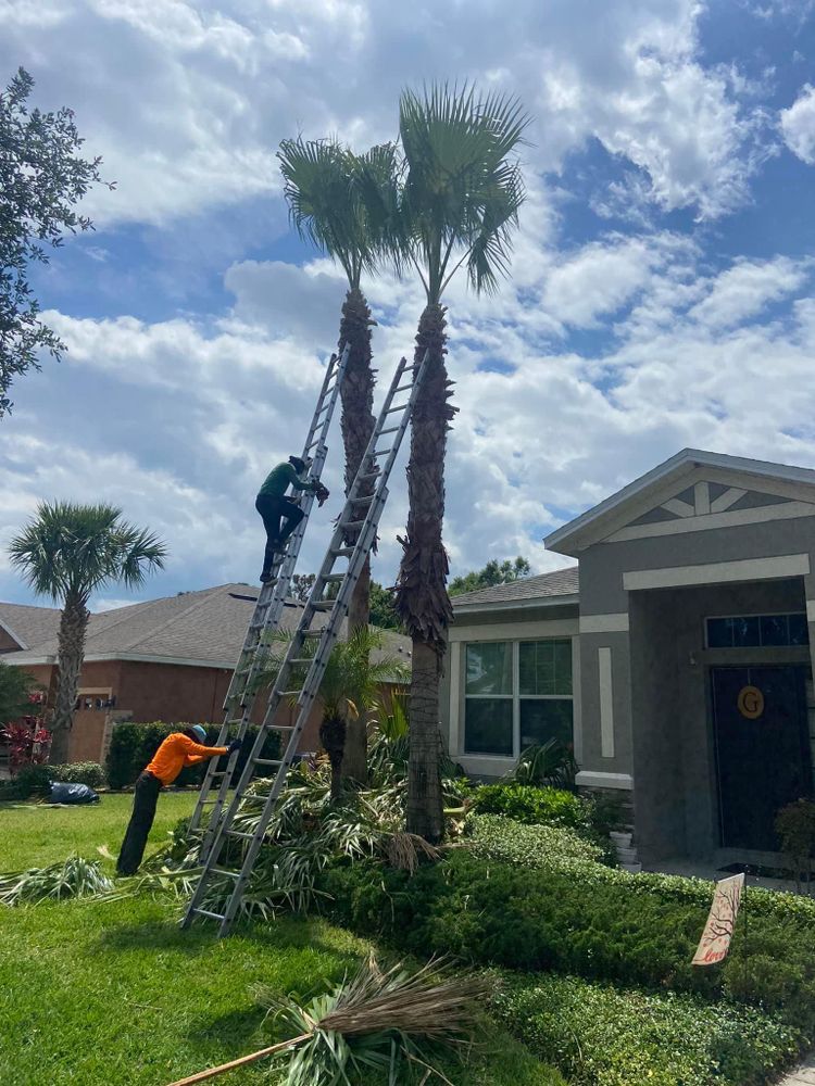 All Photos for Efficient and Reliable Tree Service in Lake Wales, FL