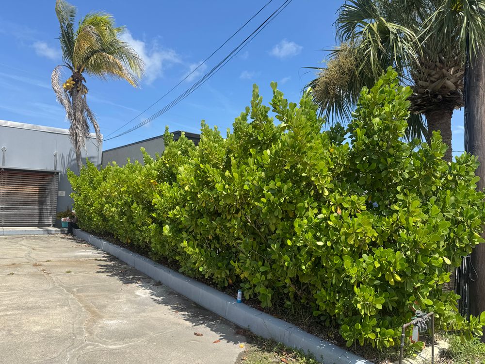 All Photos for Adam's Tree and Stump Care in Sarasota, FL