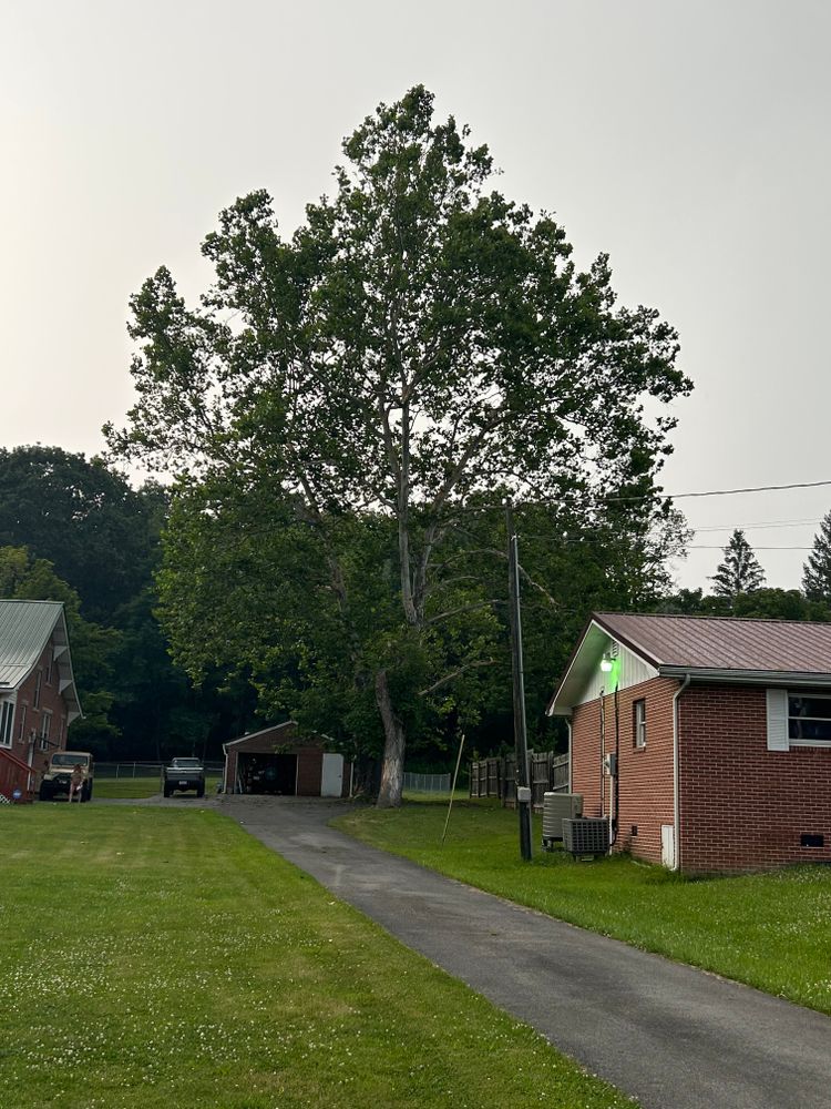 Tree Removal for NRV Tree Pro, LLC in Narrows, VA