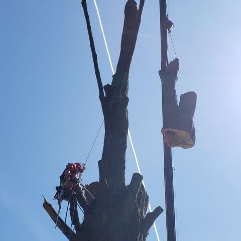 Our Tree Removal service provides efficient and reliable solutions for homeowners seeking professional assistance in removing unwanted or hazardous trees from their property. for S.H. Tree Service LLC in Hilton, NY