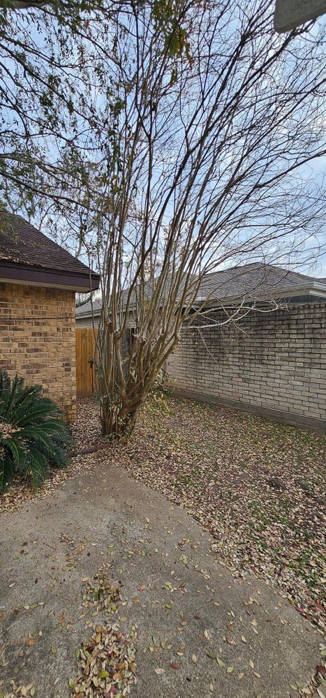 All Photos for Servin's Tree Care  in Houston, TX