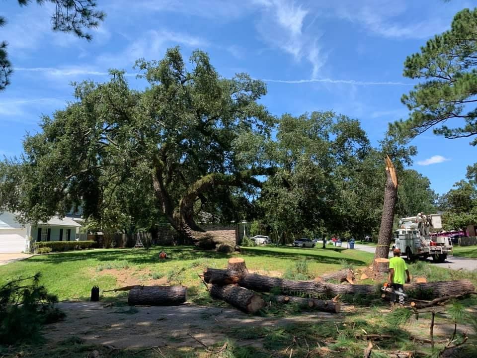 Tree Removal for Coastal Tree & Stump in Charleston, SC