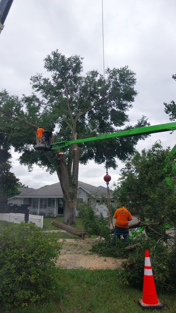 All Photos for Daniel Hickey’s Tree Service in DeLand, FL
