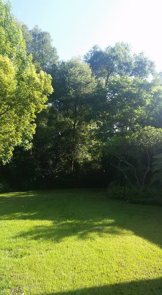 All Photos for Daniel Hickey’s Tree Service in DeLand, FL