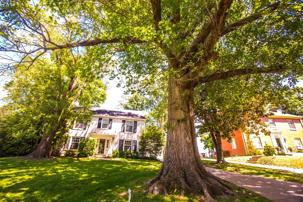 Our Tree Trimming service helps maintain the health and appearance of your trees by removing dead branches, shaping growth, and protecting against disease to promote a thriving landscape. for Village Tree Service in Whitestown, IN