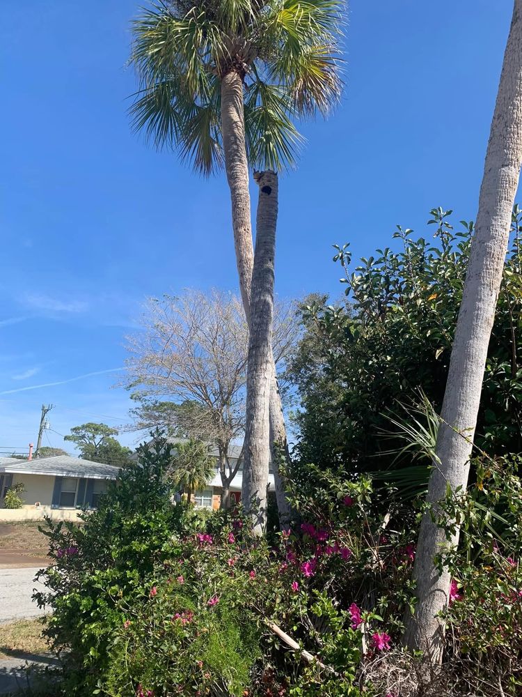 All Photos for Space Coast Property Maintenance and Management LLC in Melbourne, FL