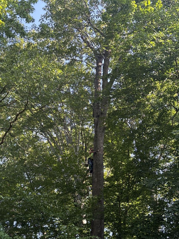 All Photos for Lightning Tree Service in Corydon, IN