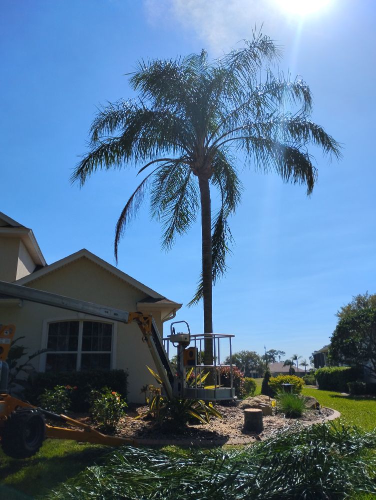 All Photos for Highlands Tree Service LLC in Avon Park, FL