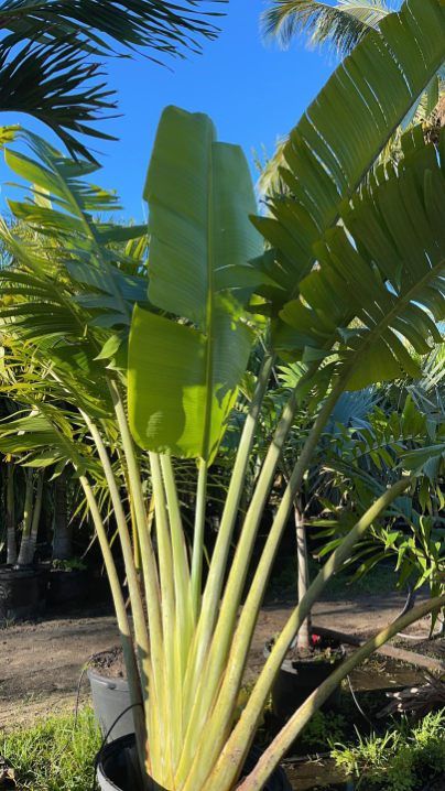 All Photos for Plant World LLC in Cape Coral, FL