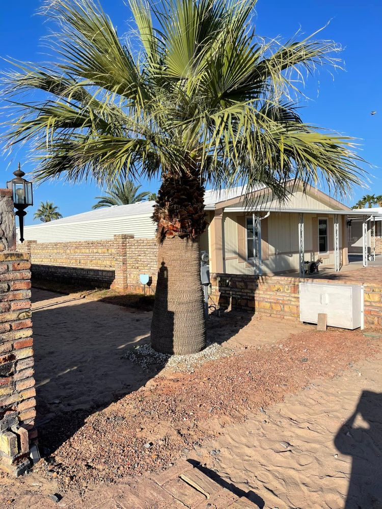 All Photos for Oliver L. Palm & Tree services in Yuma County, AZ
