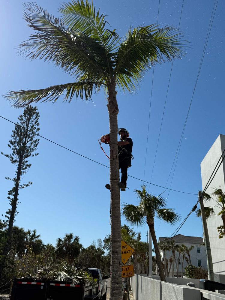 Tree Removal for Damian’s Tree Care in Sarasota, FL