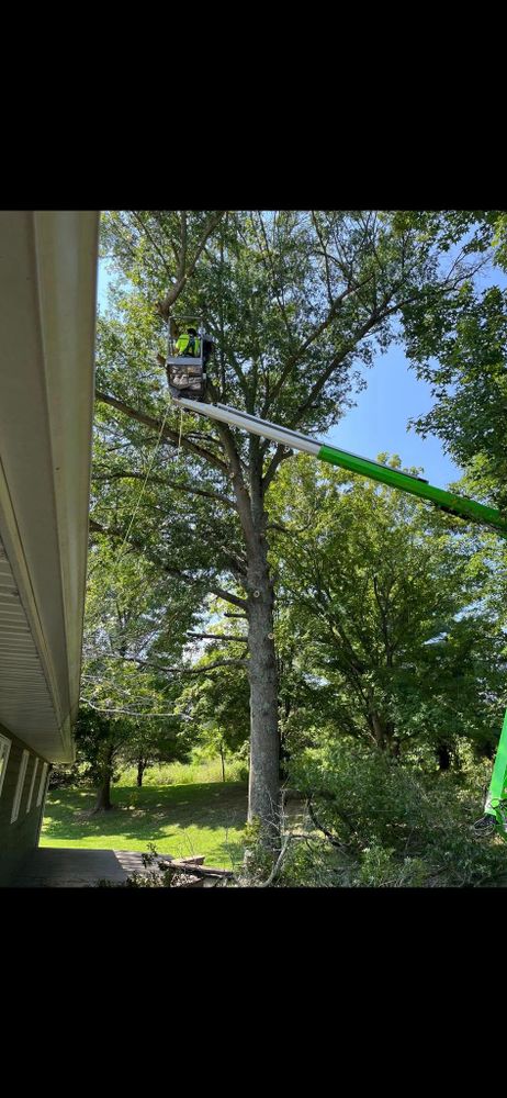Our Tree Trimming service improves your trees’ health, appearance, and safety by removing overgrown or hazardous branches. We shape carefully to enhance curb appeal while protecting your home and landscape. for Hendricks Tree Service in Belleville, IL