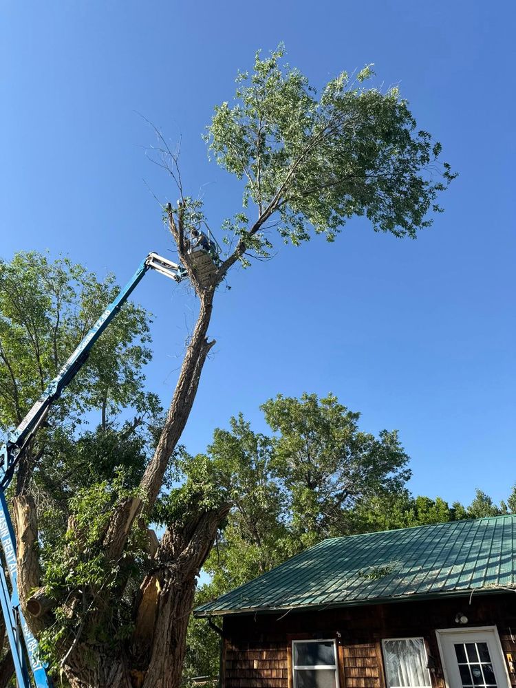 Our Tree Removal service ensures safe and efficient removal of unwanted or hazardous trees, enhancing your landscape's beauty and safety while promoting healthy growth for remaining vegetation. for Bateman Construction in Roosevelt, UT