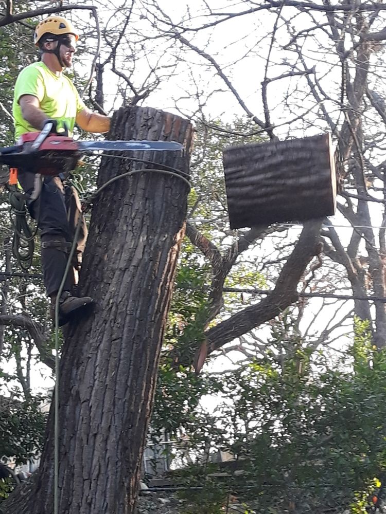 All Photos for TLC Professional Tree Service in Bedford, TX