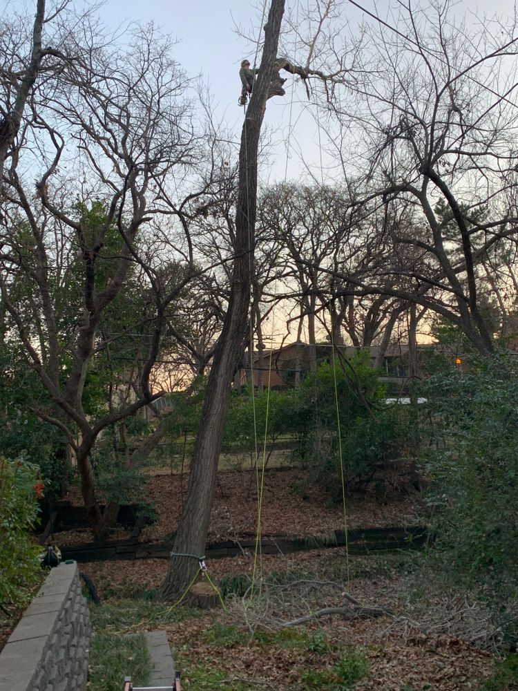 All Photos for TLC Professional Tree Service in Bedford, TX