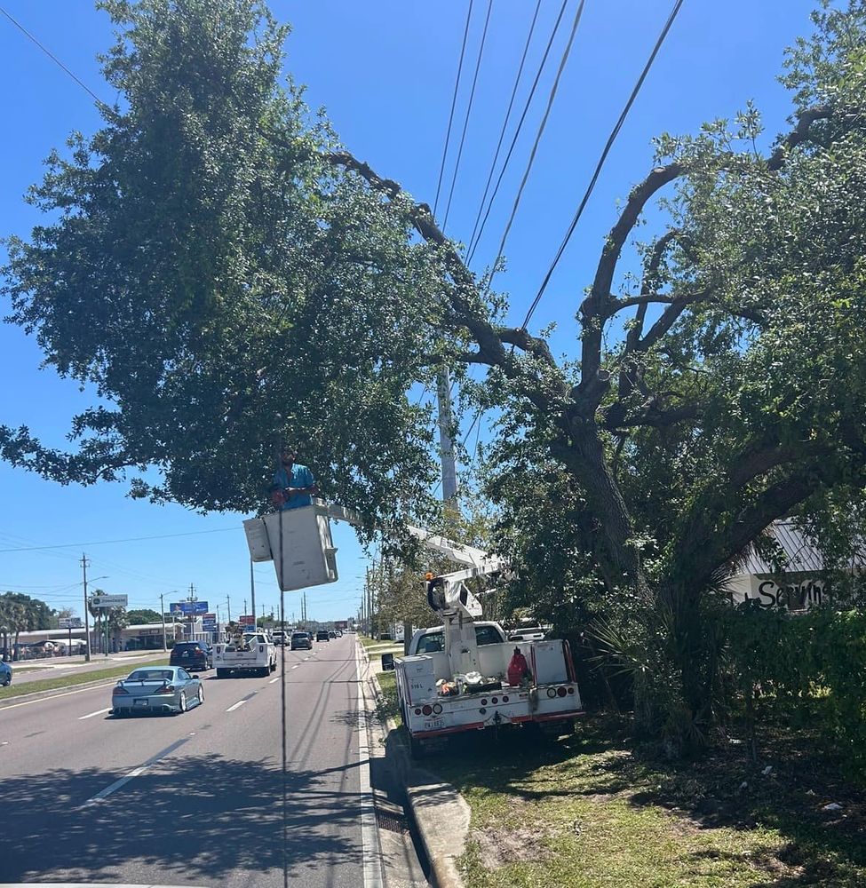 Our Tree Removal service offers safe, efficient removal of unwanted or hazardous trees, utilizing professional equipment and skilled experts to enhance your property's appearance and maintain a safe environment for your home. for Chaney’s Environmental Services in Haines City, FL