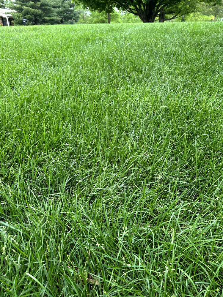 All Photos for JKL Lawn Service in Frankfort, KY