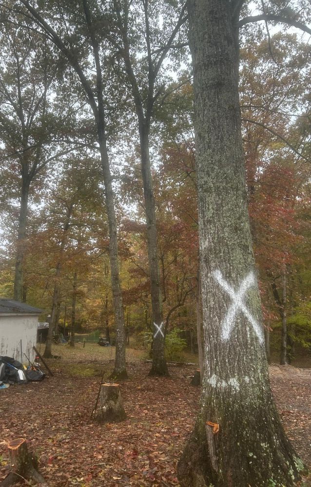 All Photos for McBee’s Tree Service in Sewanee, TN