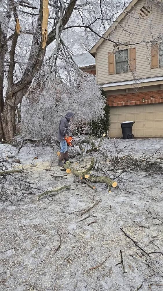 All Photos for Jace’s Tree & Stump Removal in Franklin, TN