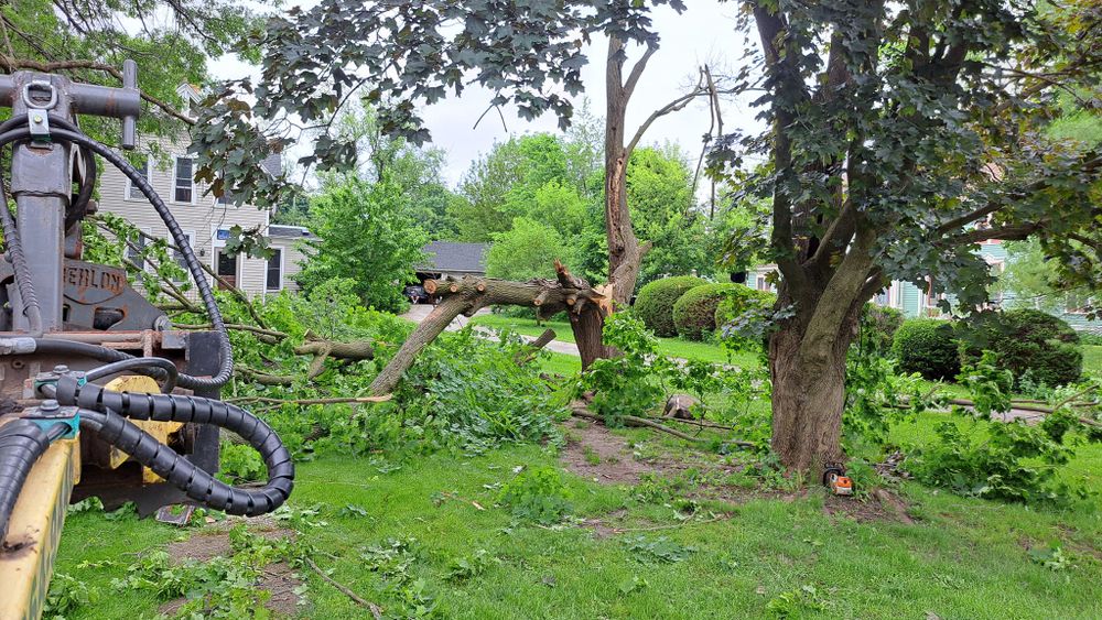 Tree Removal for Olson Tree Service, Inc in Winnebago County, IL