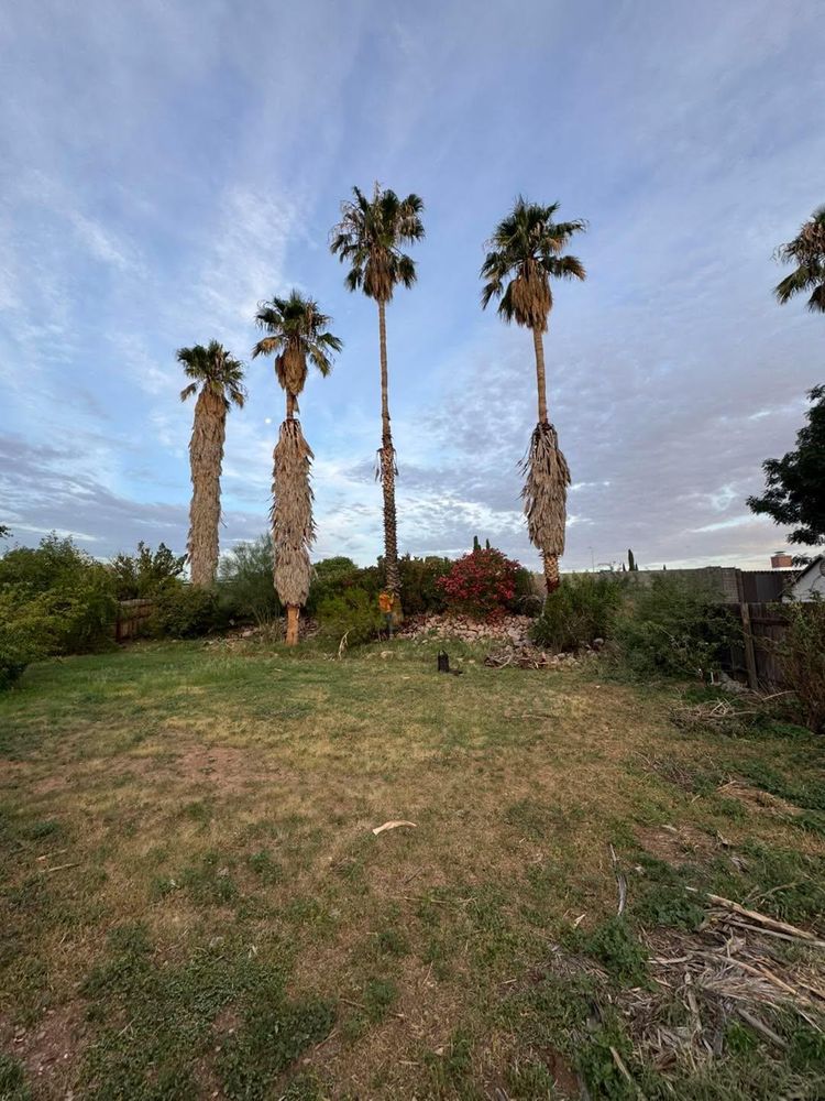 Stump Removal for By Faith Landscaping in Sierra Vista, AZ