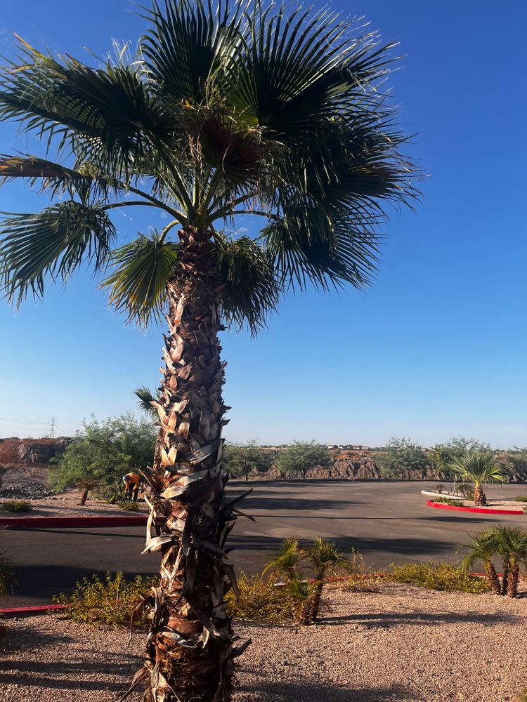 Commercial Gravel Installation for AZ Tree & Hardscape Co in Surprise, AZ