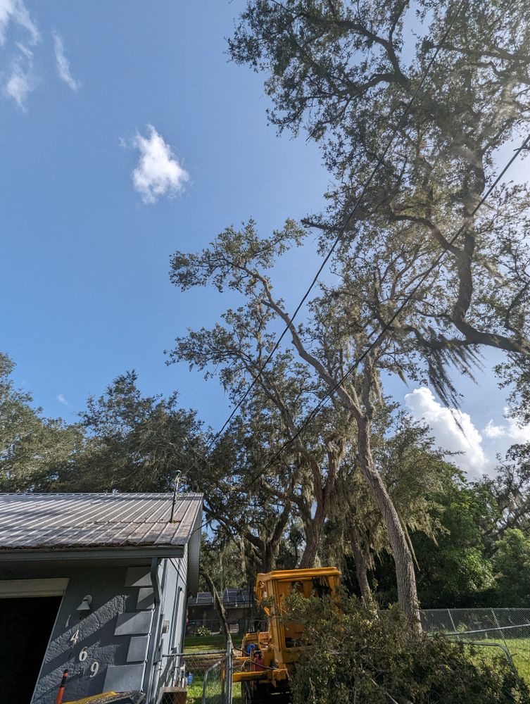 All Photos for Regal Tree Service and Stump Grinding in Wauchula, FL