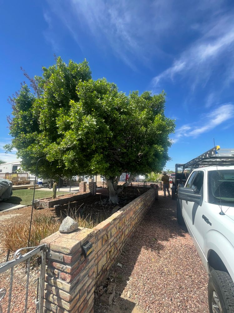 All Photos for Oliver L. Palm & Tree services in Yuma County, AZ