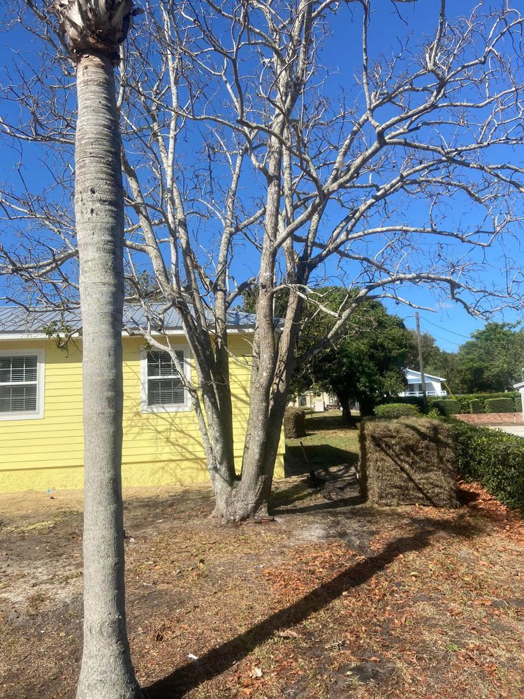 All Photos for Efficient and Reliable Tree Service in Lake Wales, FL