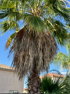 All Photos for Patriot Tree Service in Mesa, AZ