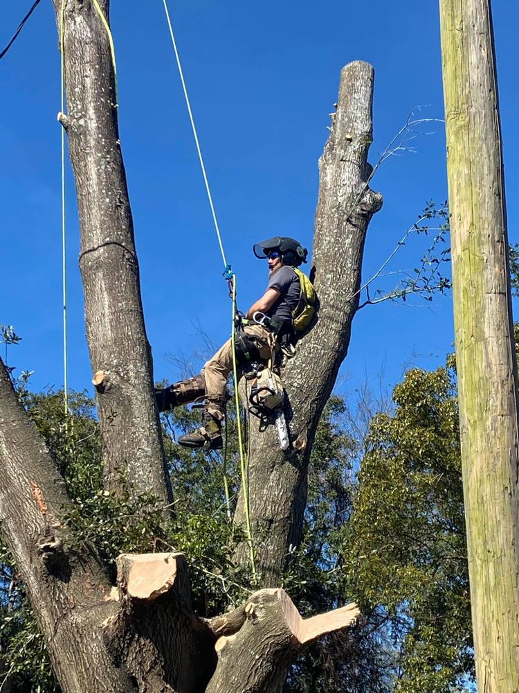 Tree Removal for 163 Property Maintenance in Hernando County,  FL